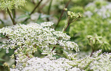 イスクラ婦宝当帰膠B